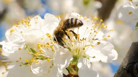 Bee collecting pollen from flowers Video stock 106791389