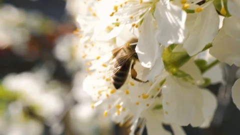 Bee collecting pollen from flowers Video stock 106791583
