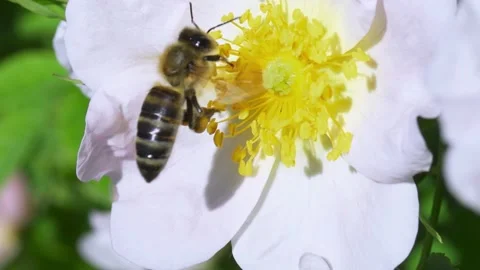A bee collecting pollen from flowers of rose hips. Second part. Stock Footage 158456830