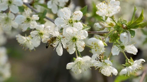 A bee is collecting pollen by flying from a cherry blossoms to another one in Video stock 106892380