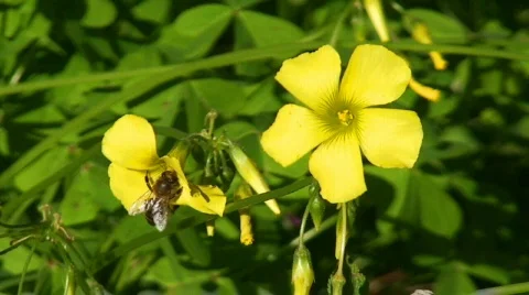 Bee collecting pollen  Stock Footage 116567
