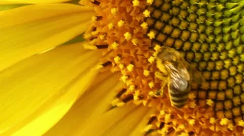 Bee collecting pollen Stock Footage 11419440