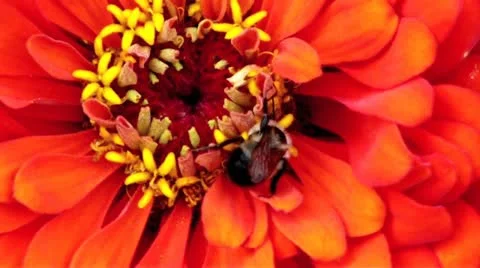 Bee Collecting Pollen Stock Footage 12746265
