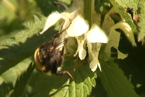Bee Collecting Pollen 库存影片 32962028