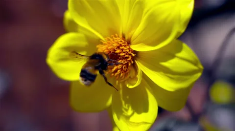 Bee collecting pollen Video stock 35342031