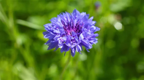Bee collecting pollen Stock Footage 35344480