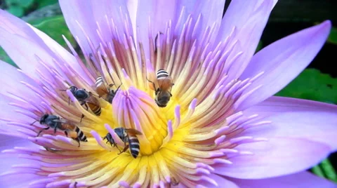 Bee collecting pollen Stock Footage 44123441