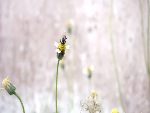 Bee collecting pollen Stock Footage 74513594