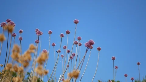 Bee collecting pollen Stock Footage 112797691