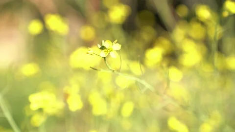 Bee Collecting Pollen Stock Footage 123362246