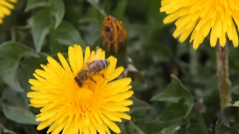 Bee collecting pollen Stock Footage 129100152