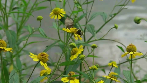 A bee collecting pollen Stock Footage 134648391
