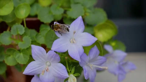 A bee collecting pollen Stock Footage 140167583