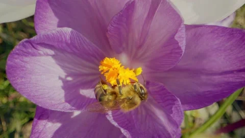 A bee collecting pollen Stock Footage 152528321