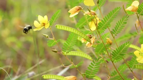 Bee Collecting Pollen Stock Footage 167520893