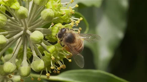 Bee collecting pollen Stock Footage 171319824