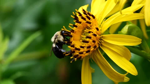 Bee collecting pollen Stockbeeldmateriaal 202285152