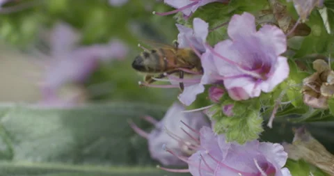 Bee collecting Pollen Stock Footage 211709732