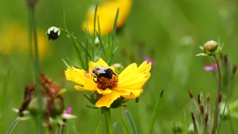 Bee collecting pollen 스톡 동영상 242946430