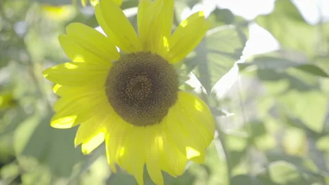 Bee Collecting Pollen Stock Footage 264291843