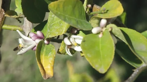 Bee Collecting Pollen Stock Footage 328964152
