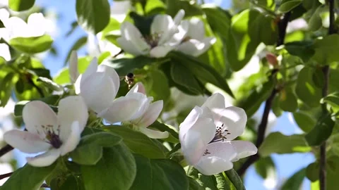 Bee collecting pollen from fruit tree flowers, slow motion, Stock Footage 196495525