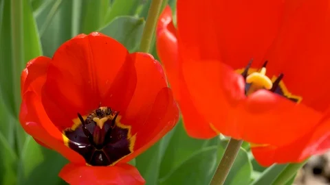A bee is collecting pollen inside a opened red tulip which is moving in the wind Video stock 106892398