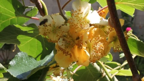 Bee collecting pollen on kiwi tree flowers Stock Footage 246241827
