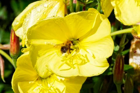 Bee collecting pollen from a Large Flowered Evening Primrose wildflower 写真素材