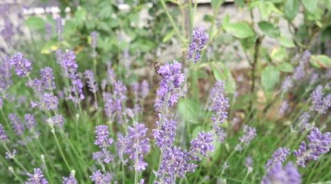 Bee collecting pollen from lavender. Stock Footage 64875274