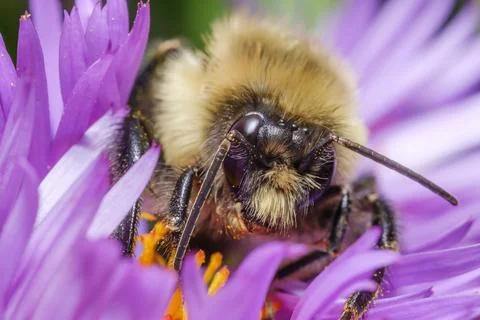 Bee Collecting Pollen Macro Close Up Pollination Nature Scene Stock Photos