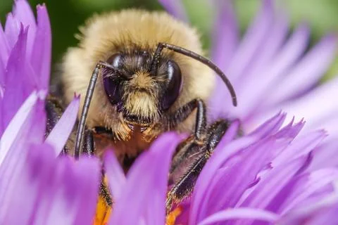 Bee Collecting Pollen Macro Close Up Pollination Nature Scene Stock Photos