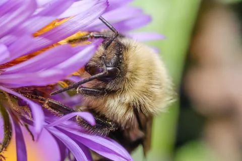 Bee Collecting Pollen Macro Close Up Pollination Nature Scene Stock Photos