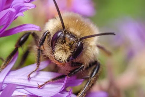 Bee Collecting Pollen Macro Close Up Pollination Nature Scene Stock Photos