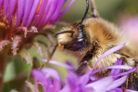 Bee Collecting Pollen Macro Close Up Pollination Nature Scene Stock Photos