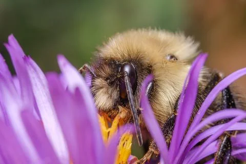 Bee Collecting Pollen Macro Close Up Pollination Nature Scene Stock Photos