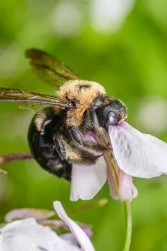 Bee Collecting Pollen Macro Close Up Pollination Nature Scene Stock Photos