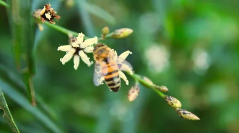 Bee collecting pollen in native plant. Stock Footage