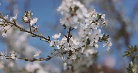 Bee collecting pollen nectar from white flower of cherry tree with blue sky in b Stock Footage 238550518