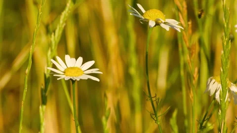 Bee collecting pollen from oxeye daisy flower Vídeo Stock 338165245