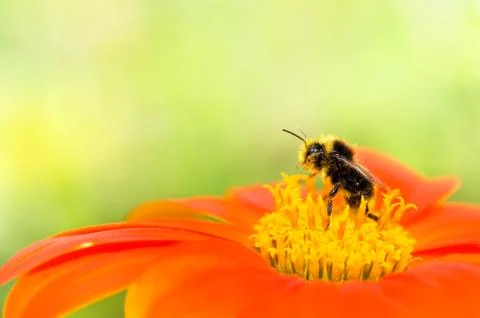 Bee collecting pollen Stock Photos