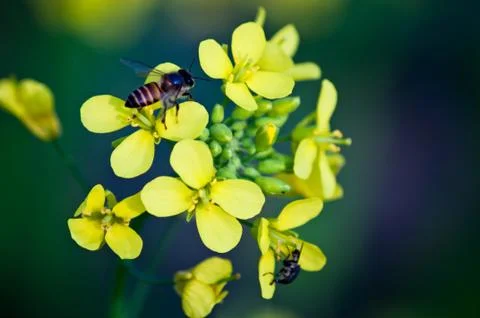 Bee collecting pollen Stock Photos