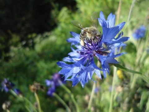 Bee collecting pollen Stock Photos