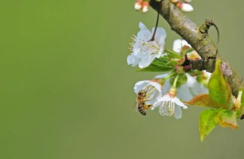 Bee collecting pollen Stock Photos
