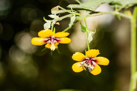 A Bee Collecting Pollen Stock Photos