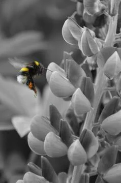 Bee collecting pollen Stock Photos