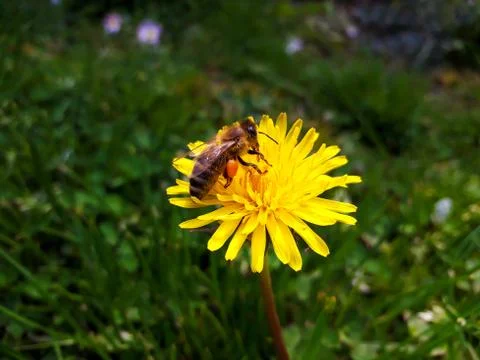 Bee Collecting Pollen Stock Photos
