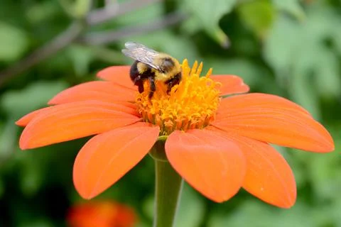 Bee Collecting Pollen Foto stock