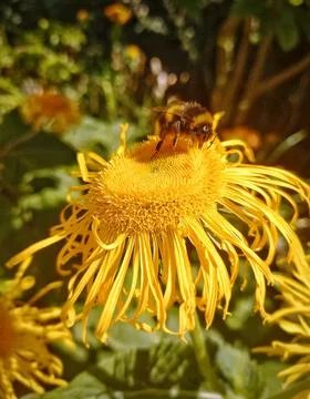 A bee collecting pollen Stock Photos