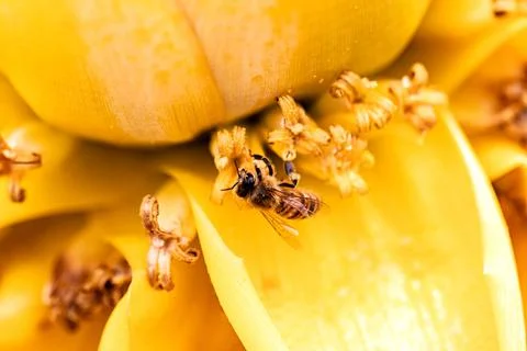 Bee collecting pollen Stock Photos
